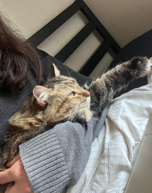 Picture of the Animal Listed